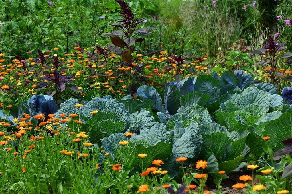 Comment cultiver des légumes en permaculture facilement ?