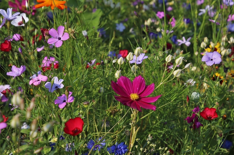 Techniques pour prolonger la floraison en été 